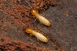 Termite larva